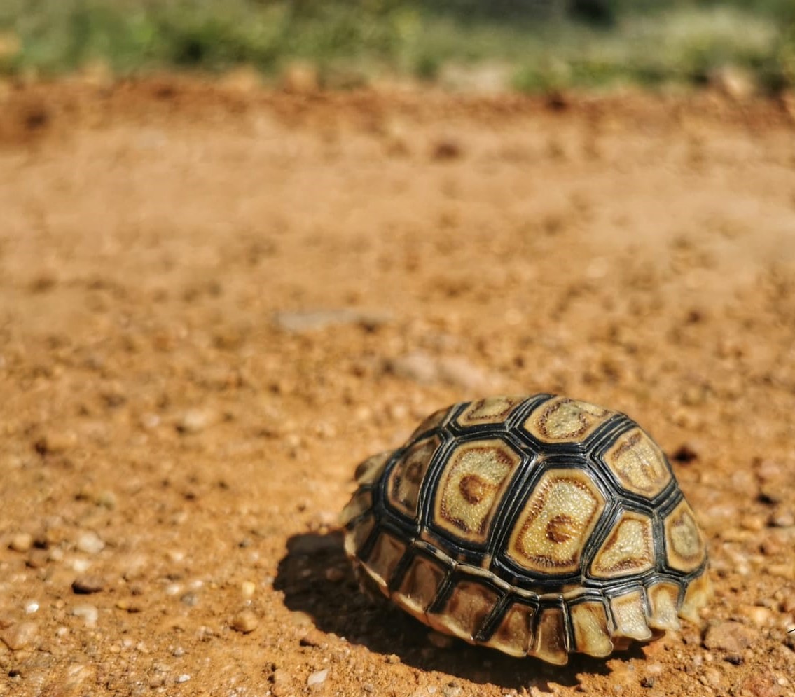 Kwalata; Limpopo; Tortoise.jpeg