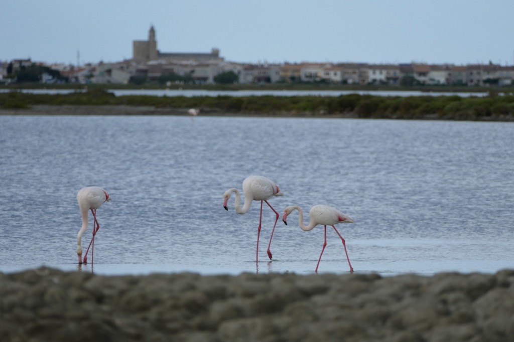 L1060371-klein-flamingo-1024x683.jpg