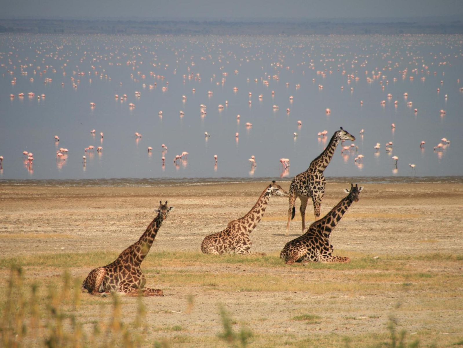 Lake-Manyara.jpg