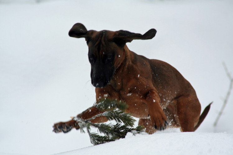 Lea tobend im Schnee.msg.JPG