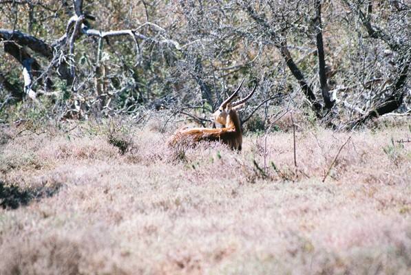 Lechwe 1.jpg