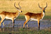 Lechwe.jpg