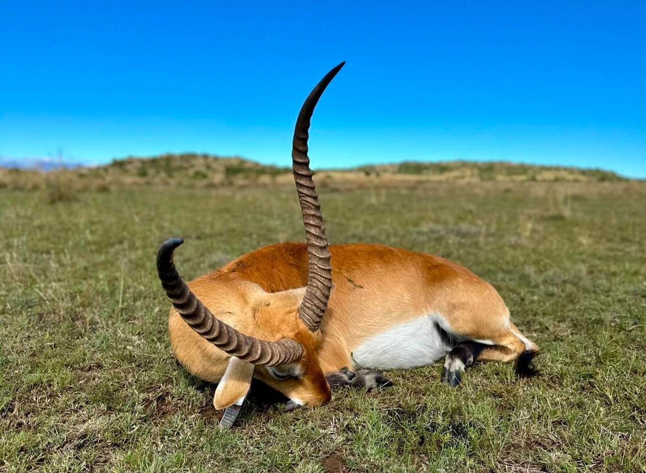 Lechwe1.jpg