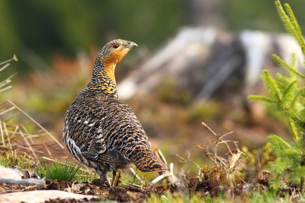 Leica-Hunting-Blog_Chris-Rogers_Sweden_Capercaillie_shutterstock-klein-1024x683.jpg