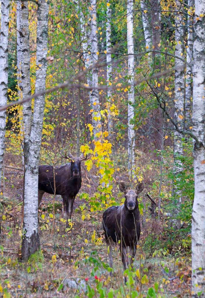 Leica-Hunting-Blog_Chris-Rogers_Sweden_Moose_Shutterstock-klein-704x1024.jpg