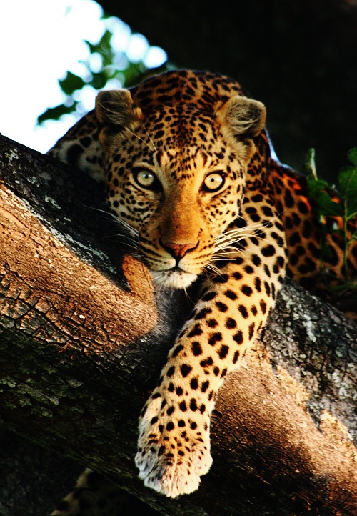 Leopard (41).JPG