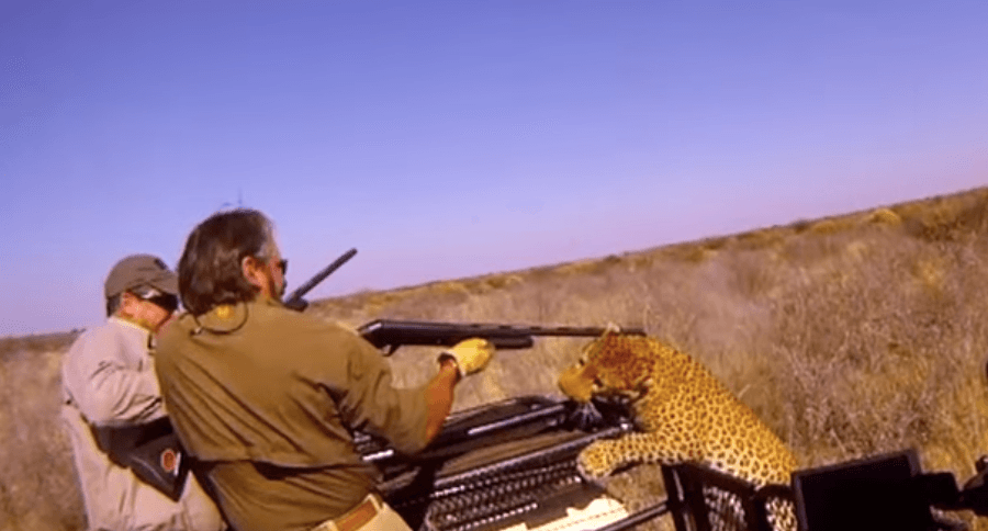 leopard-attacks-hunters-1.png