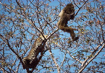 leopard-baboon.jpg