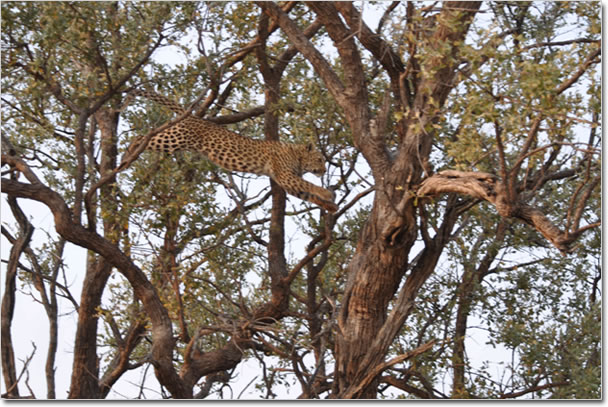 leopard chasing baboon.jpg