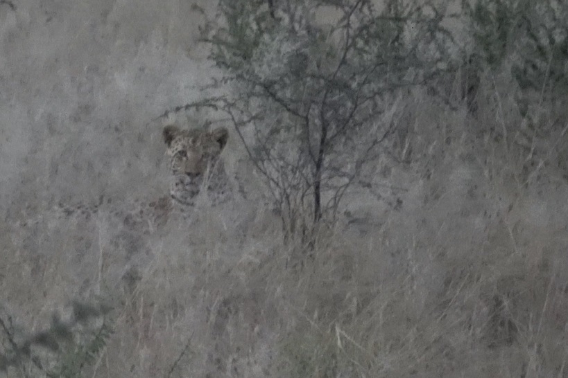 leopard close up.jpg