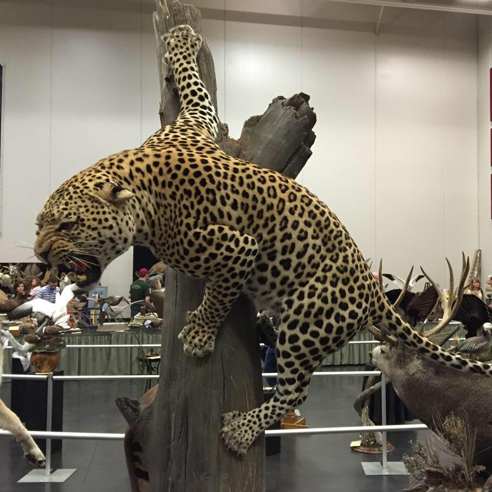 leopard-mount.jpg