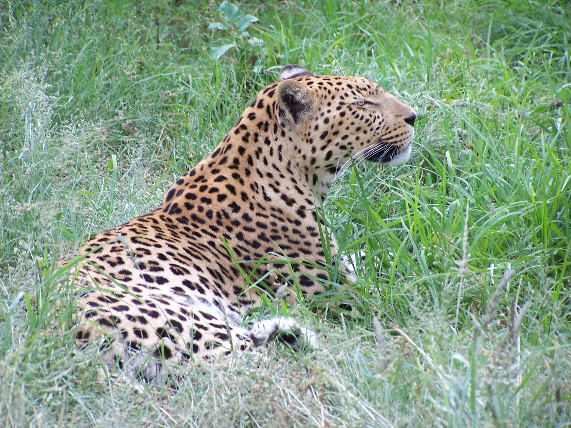 leopard Namibia.JPG