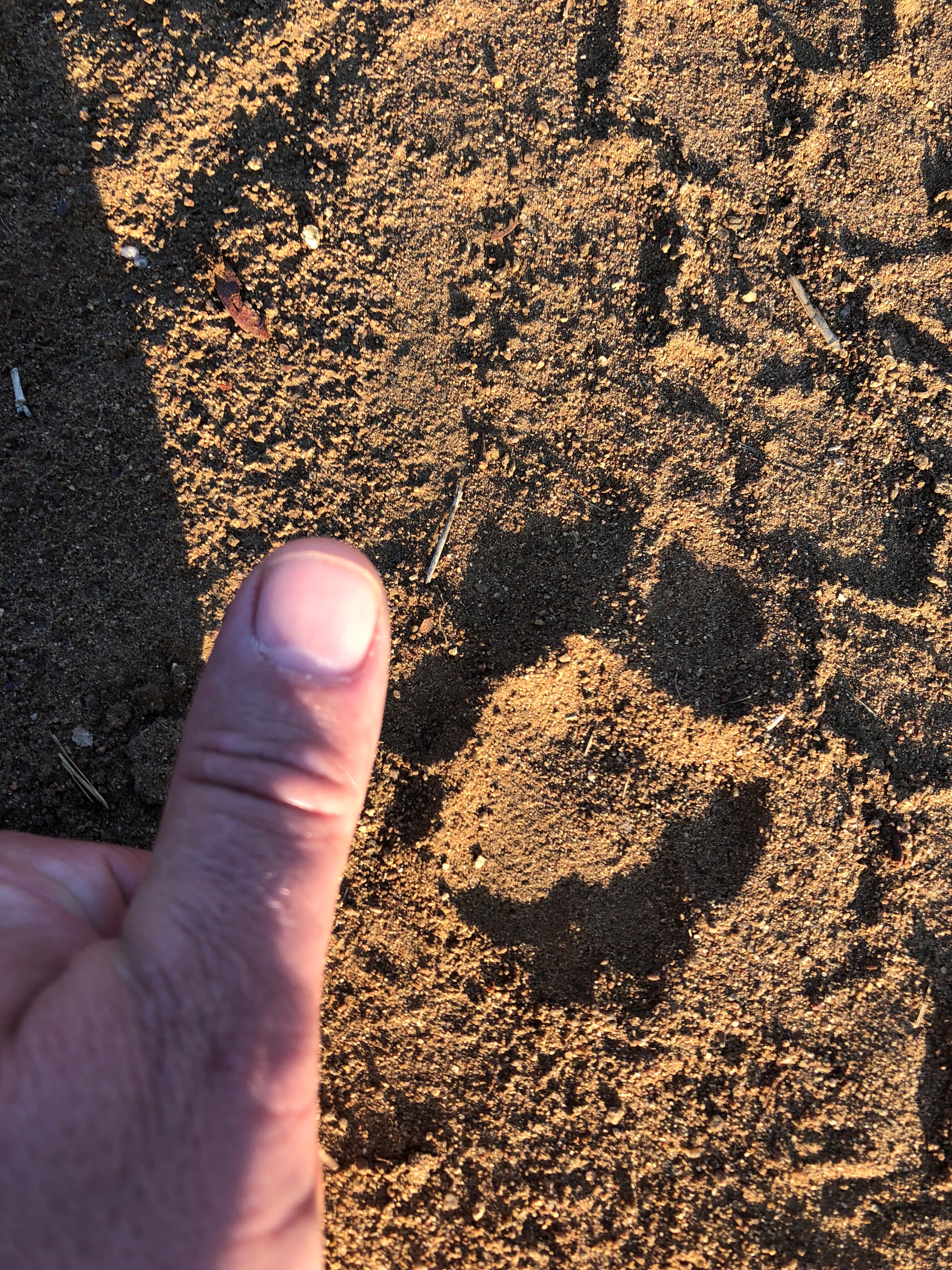 Leopard Track.jpg