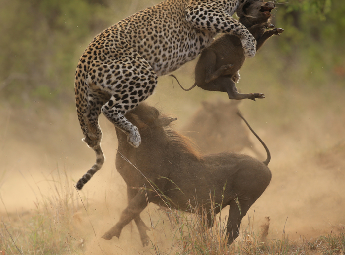 leopard-warthog-fight.jpg