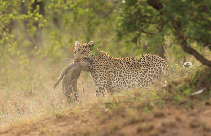 leopard-warthog-piglet.jpg