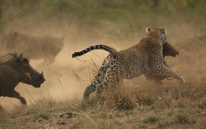 leopard-warthogs-fight.jpg