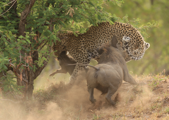 leopard-warthogs.jpg