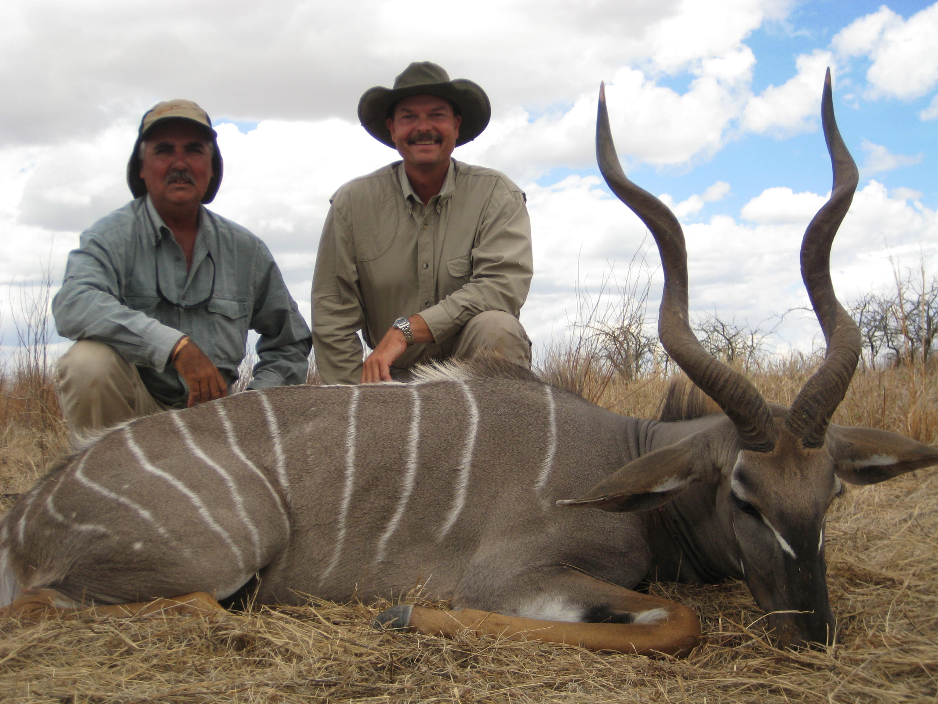 Lesser Kudu TNZ.jpeg