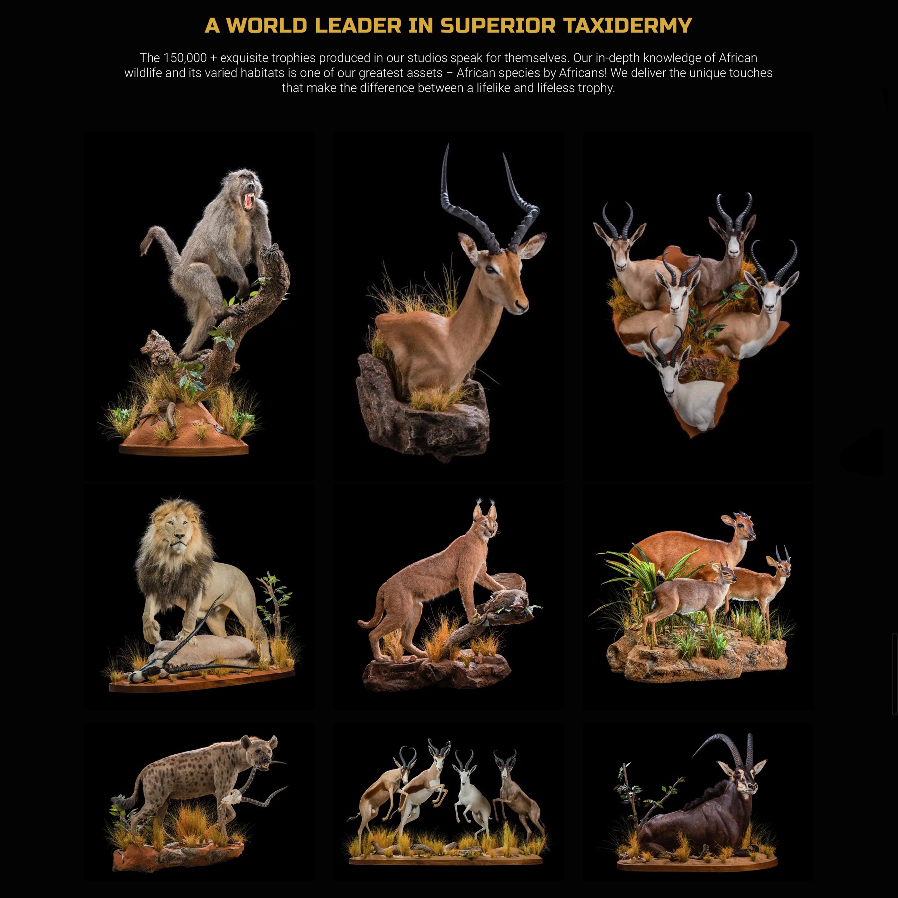 life-form-taxidermy-03.jpg