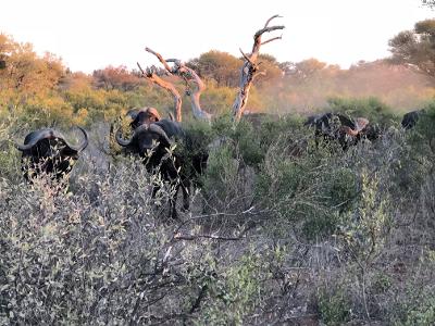 limpopo buffalo.jpg