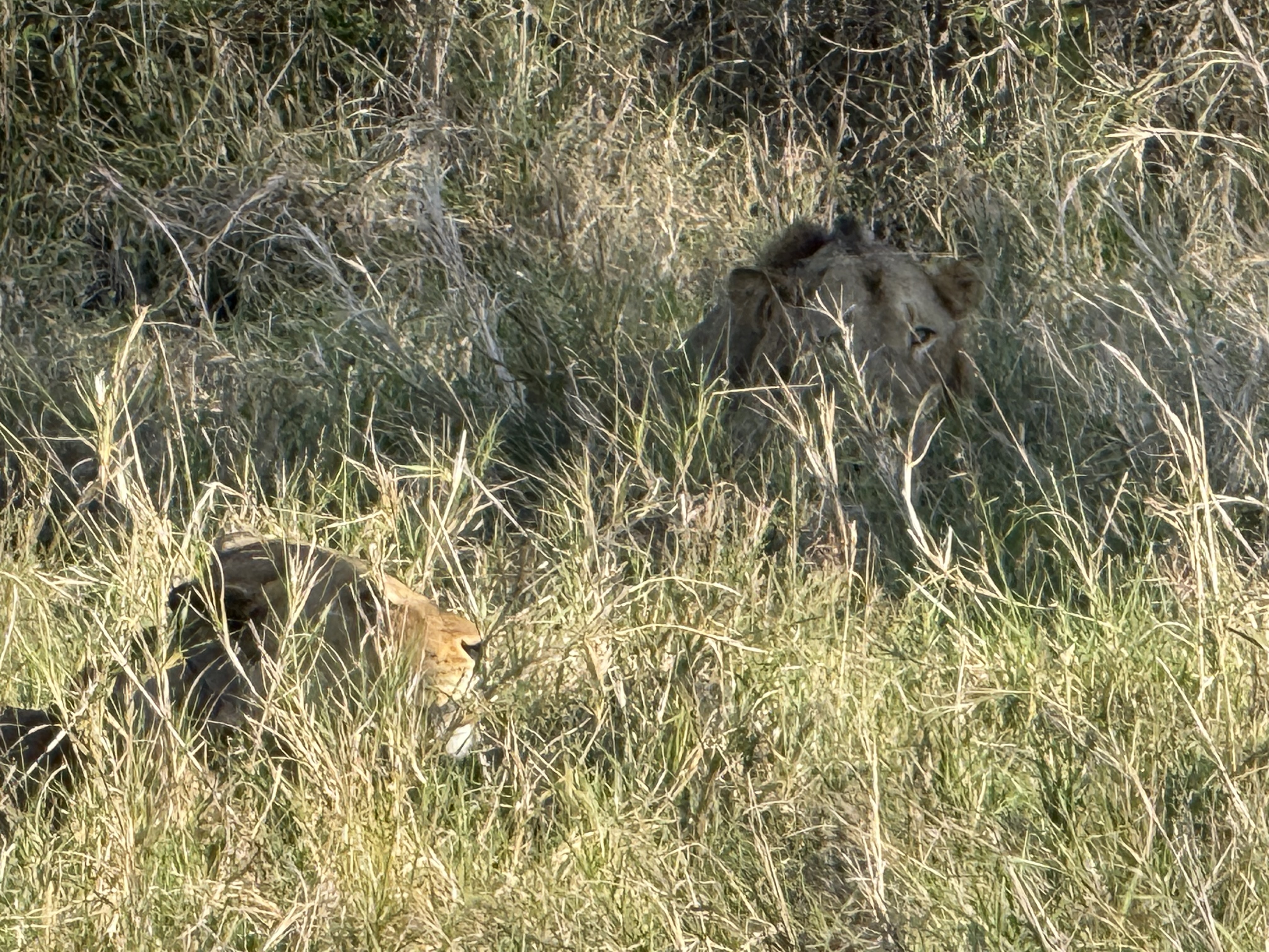 lion and lioness.jpg