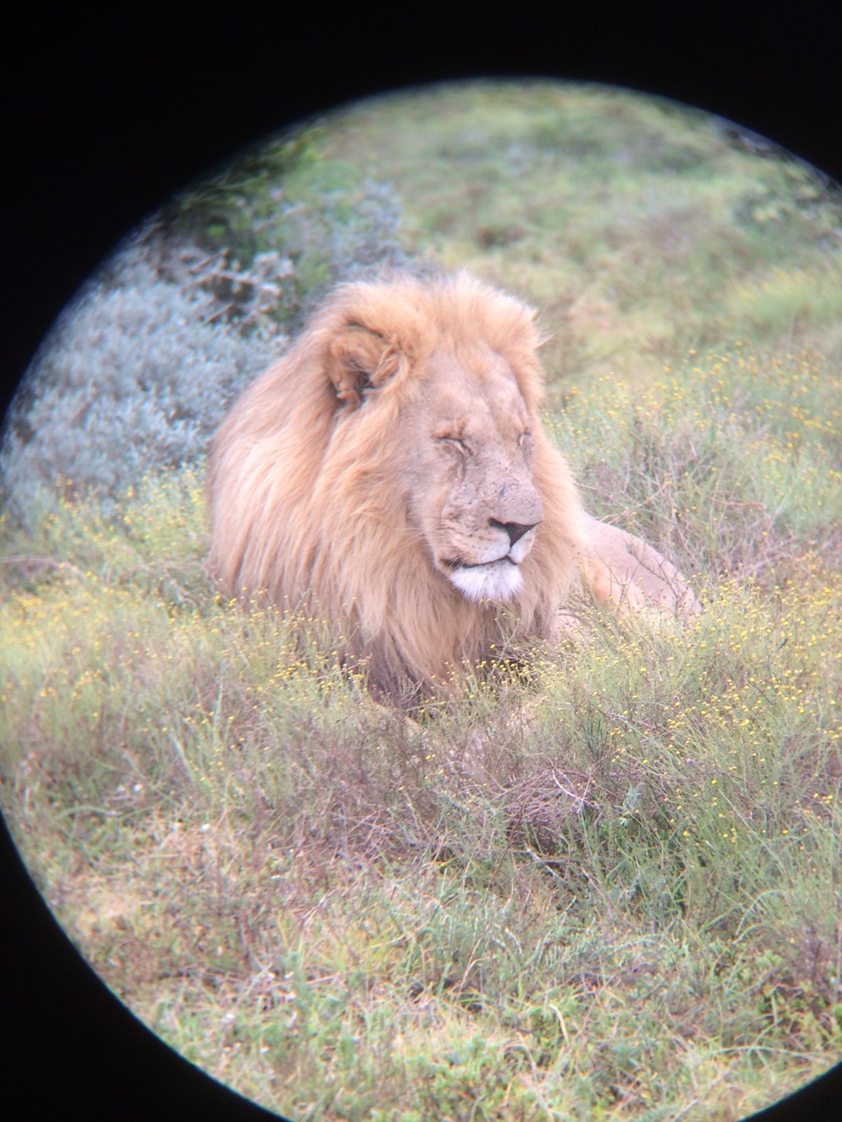 Lion at Shamwari.jpg