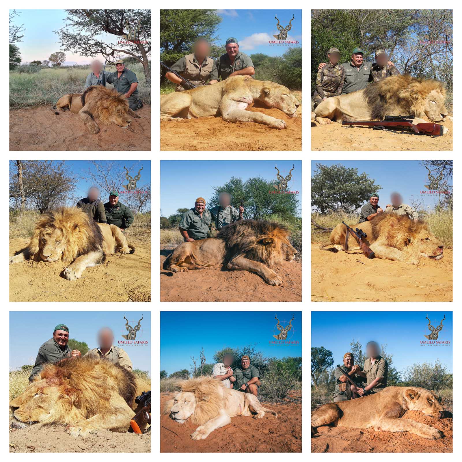 Lion Collage-4.jpg