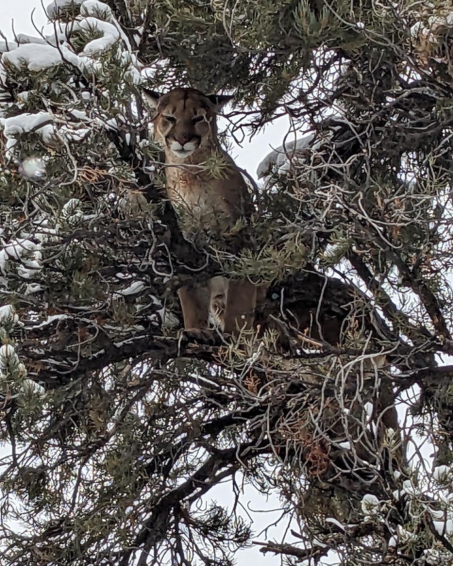 lion in tree.JPG