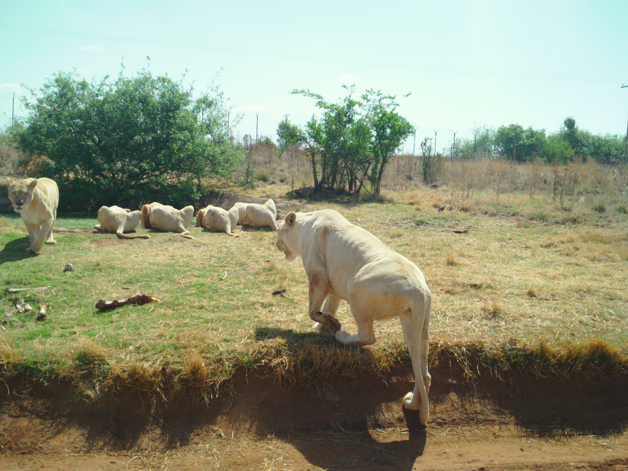 Lion Park 2016.JPG