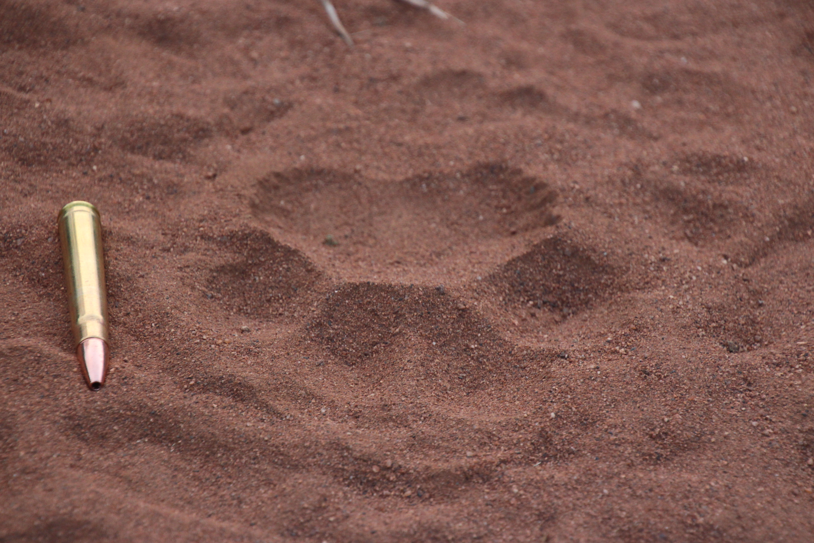 Lion print Spear April2015.JPG