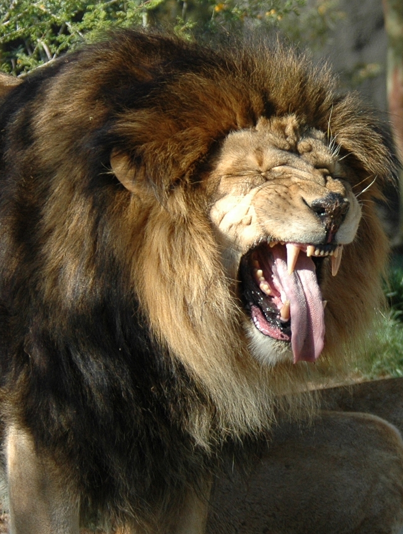 Lion roar.jpg