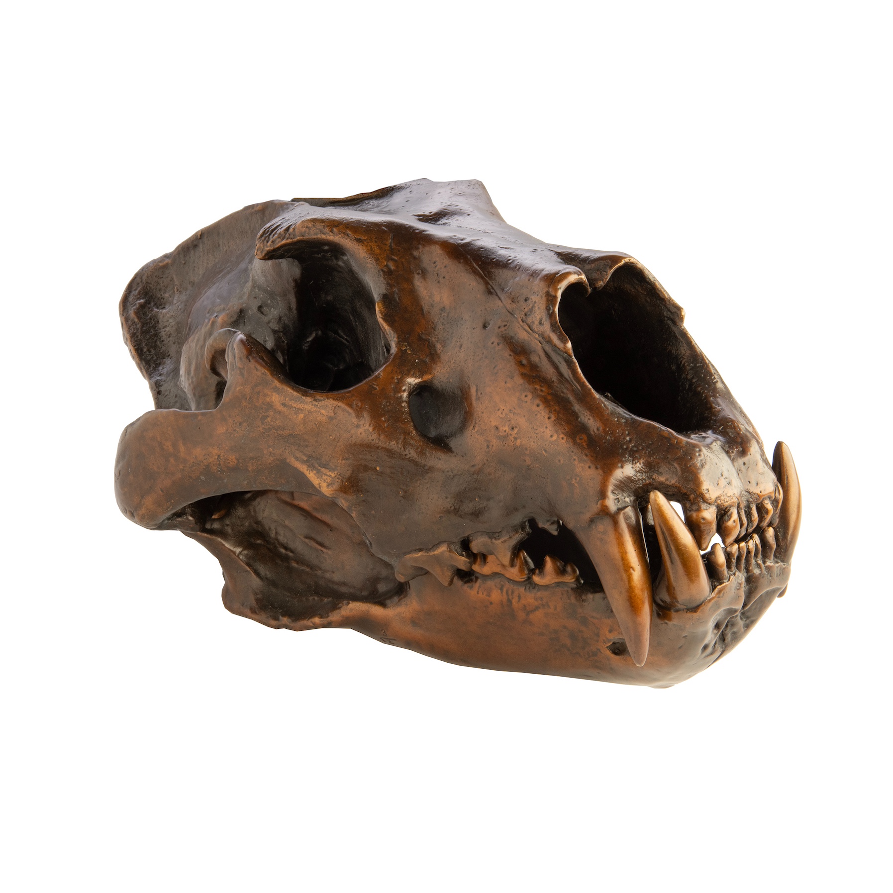 Lion skull 3.jpg