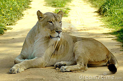 lioness-lying-road-5530457.jpg