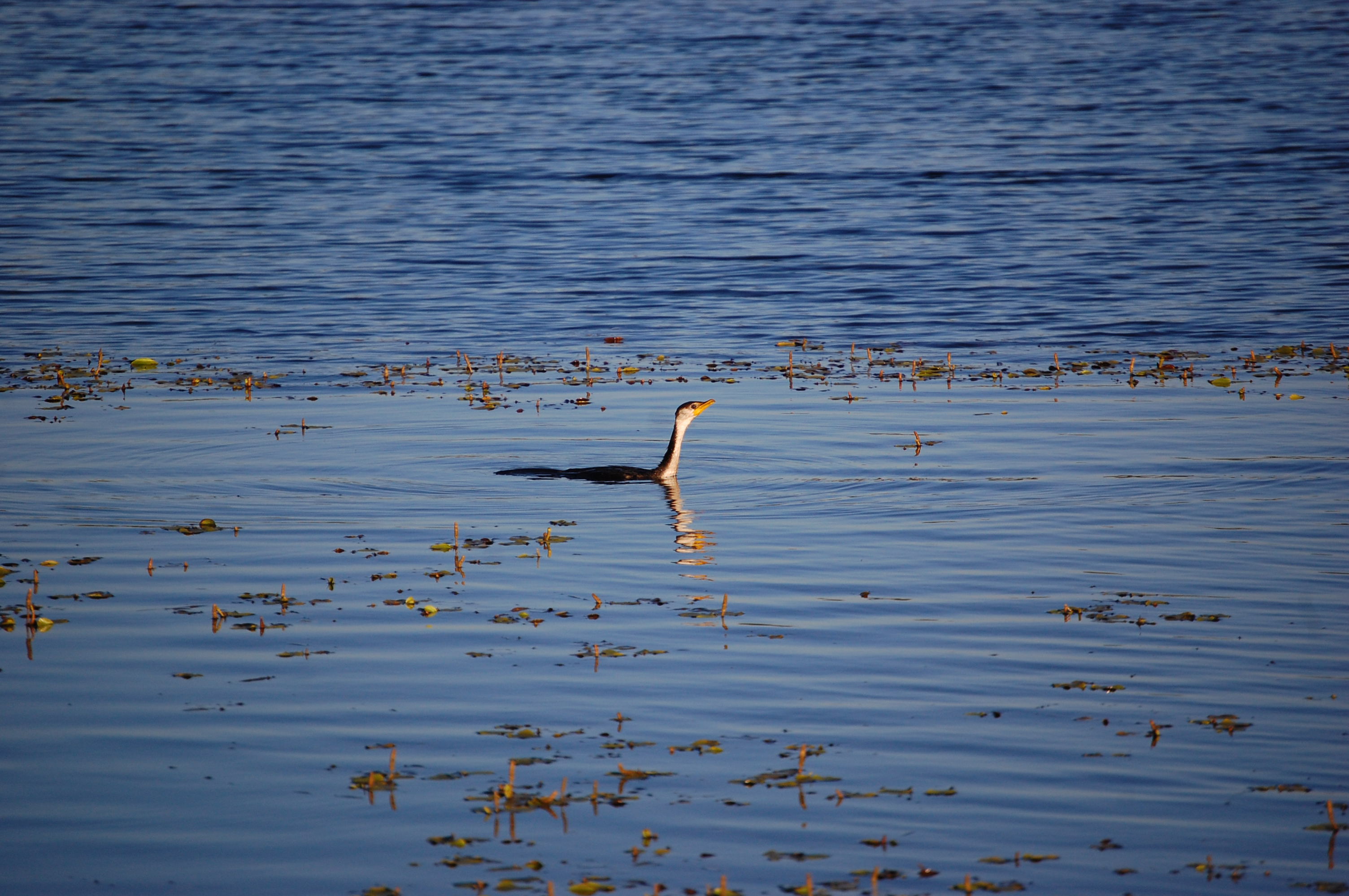 Little Pied Cormorant.JPG