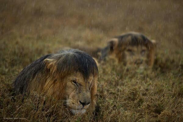 löwen-im-regen-B3DP3WbIUAADS5u.jpg