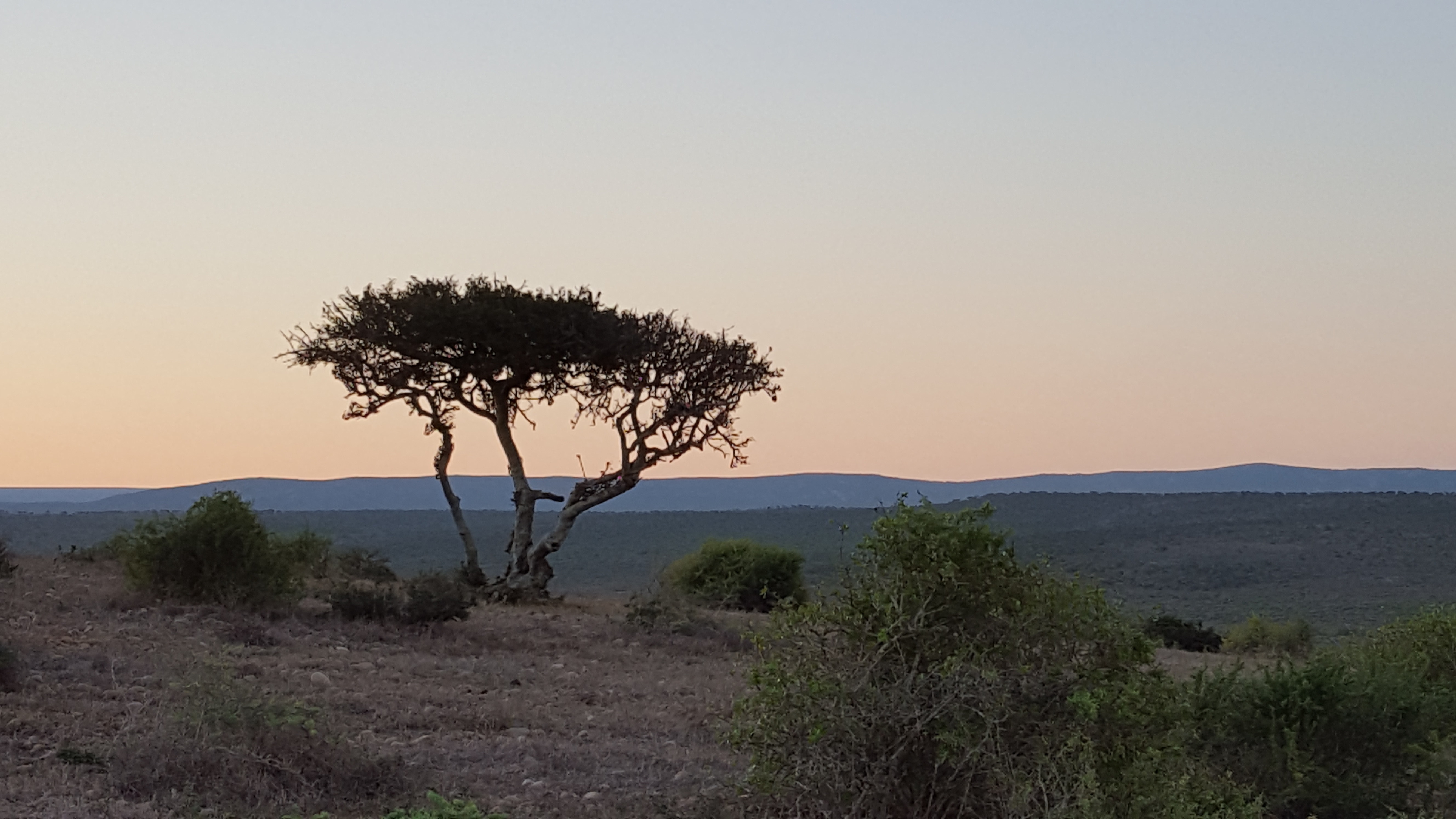 Lone Tree.jpg