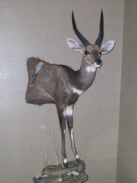 LS bushbuck.JPG