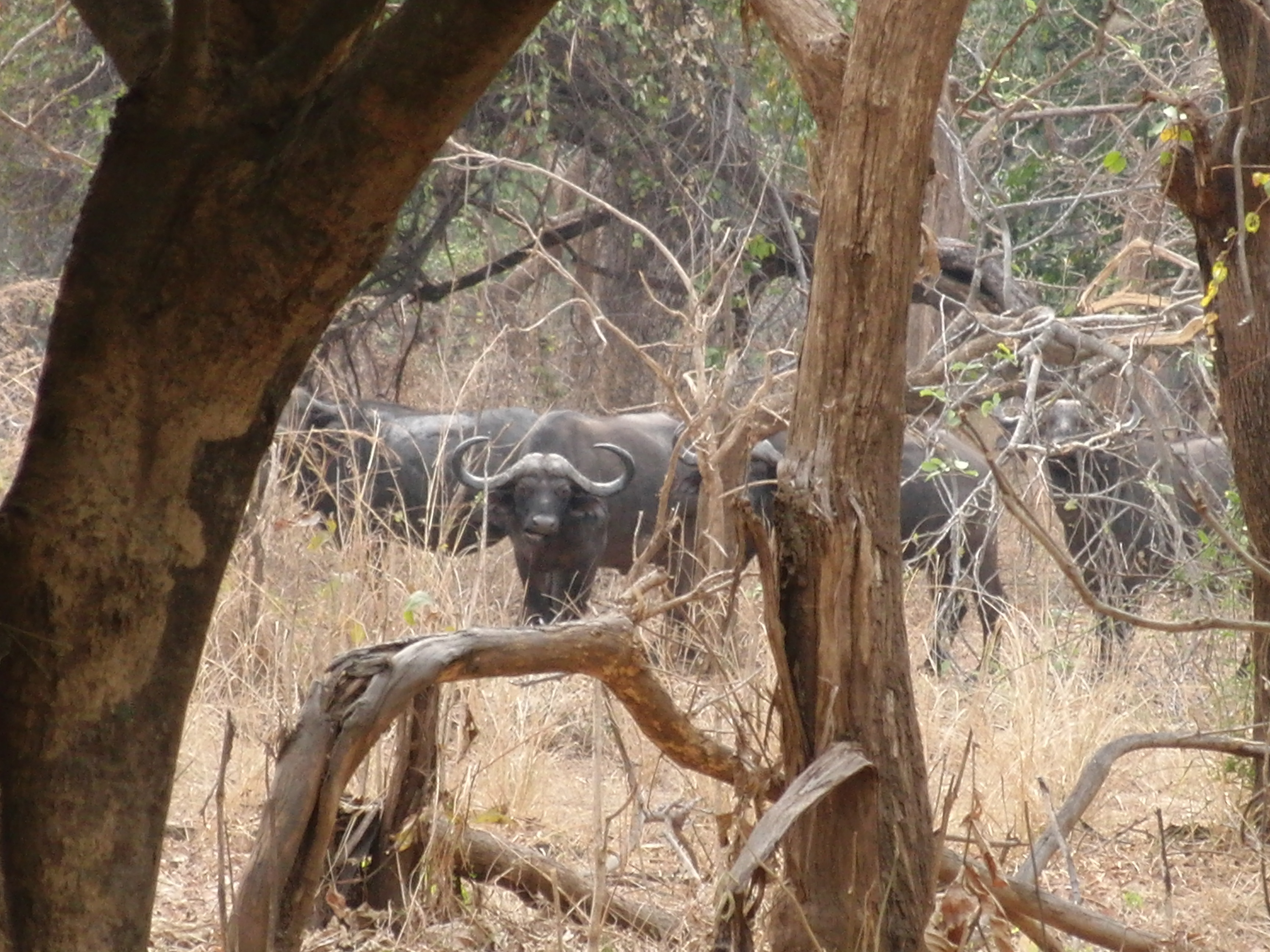 Luangwa bull.JPG