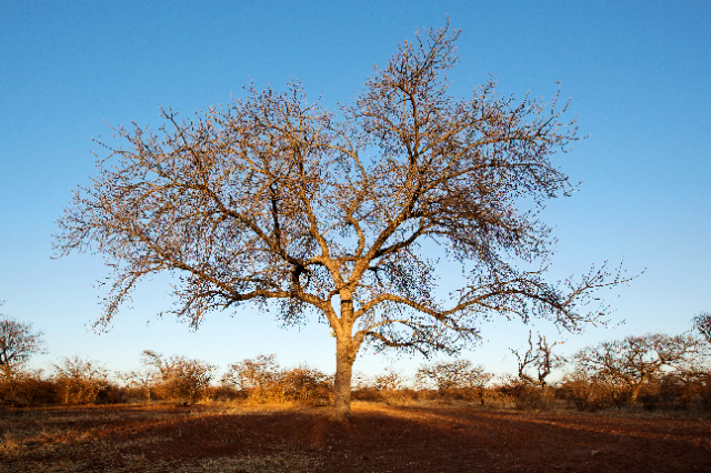 Lucinda du Toit_Wilnick_F2_1389.png