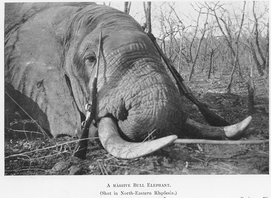 lyell_african elephant1.jpg