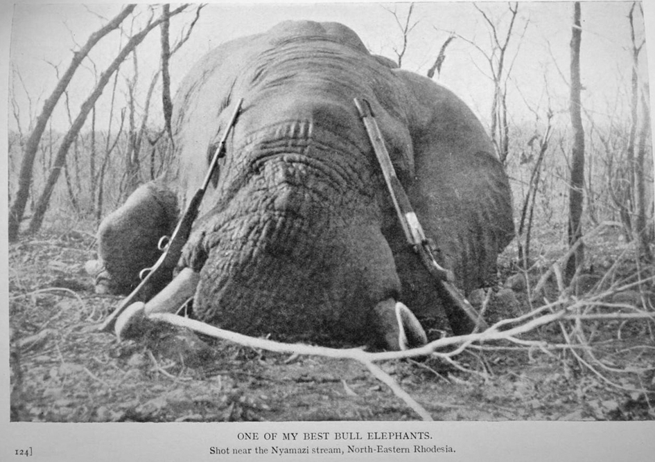 lyell_african elephant2.jpg