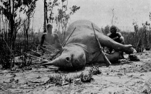 lyell_rhino_northern-rhodesia.jpg