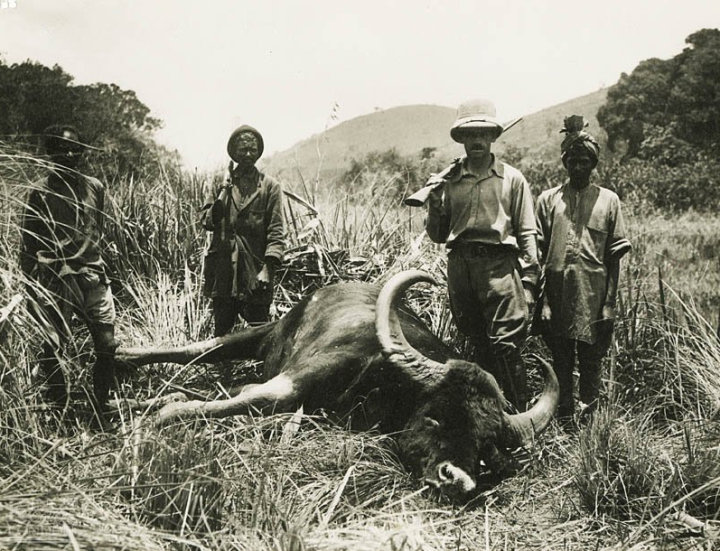 Maj. Gen.Charles Faulkes 1921 shikar in the India, portrait of him with his gaur trophy and shik.jpg