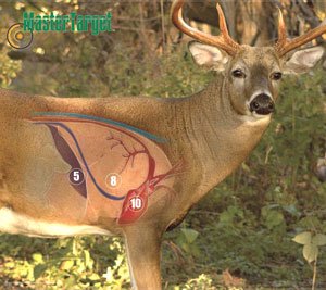 mastertargetlargewhitetail300.jpeg