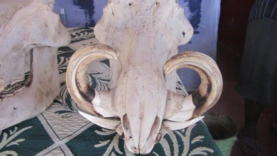 MauritaniaWarthogSkull.jpg