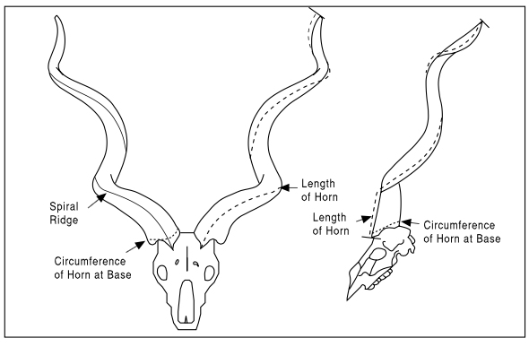 method 2 spiral horn SCI.jpg