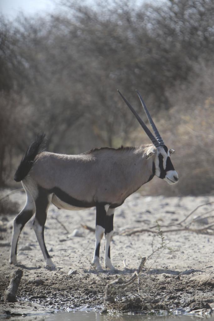 minatureoryx_zps4154b003.jpg