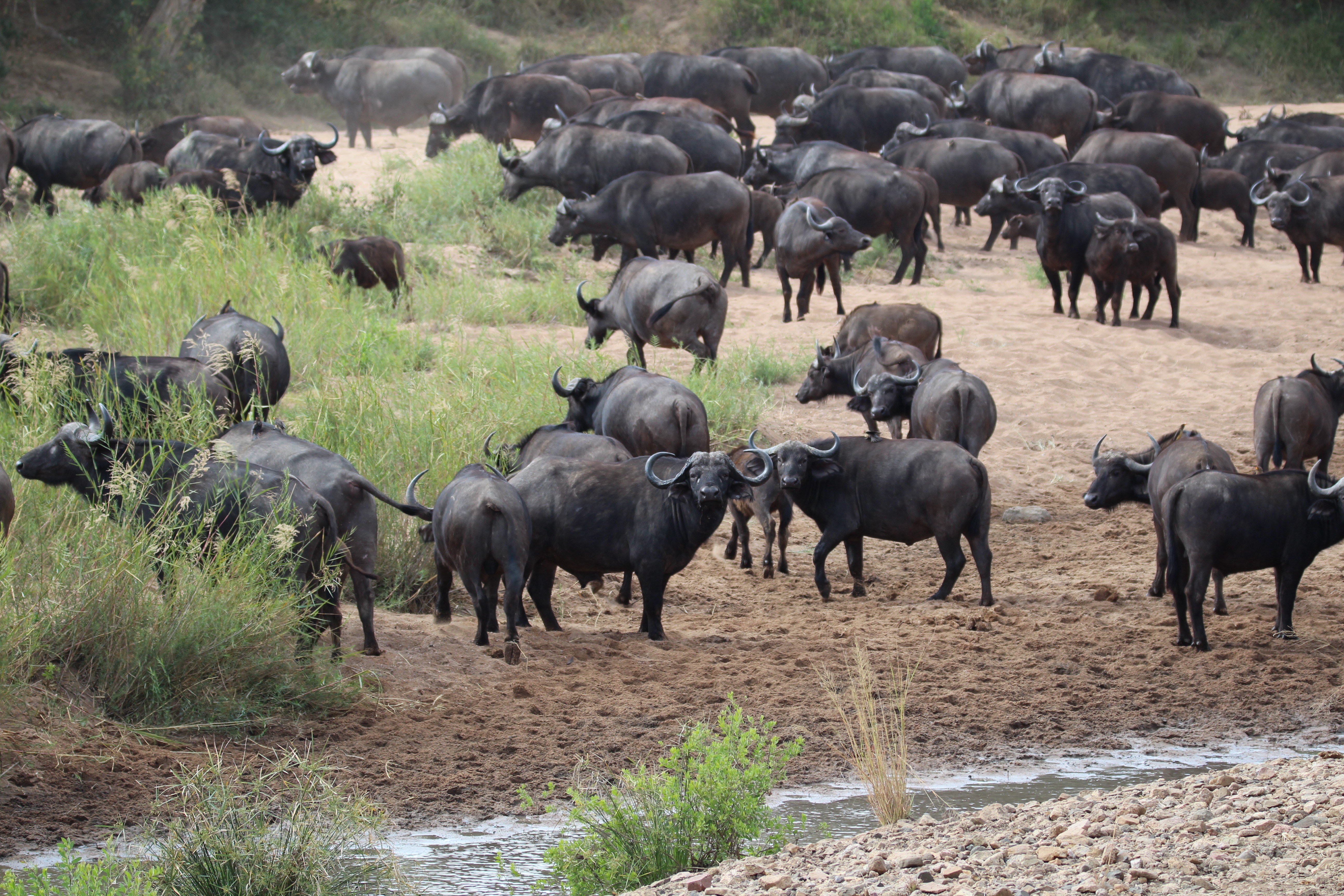 Mkwasine Buffalo 28.07.17.jpg