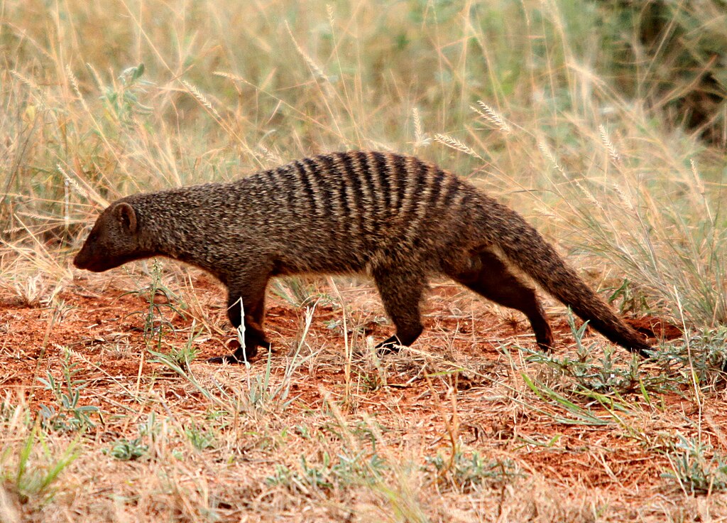 Mongoose.jpg