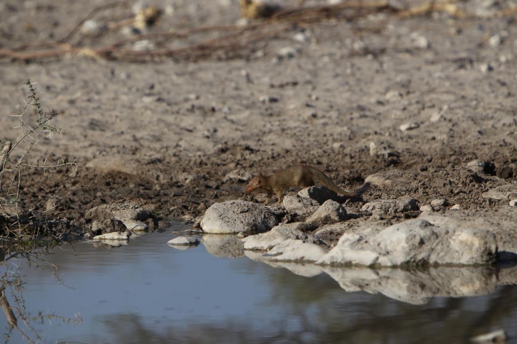 mongoosedrinking_zps815deee6.jpg